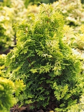 Chamaecyparis obtusa 'Nana Gracilis Aurea' 